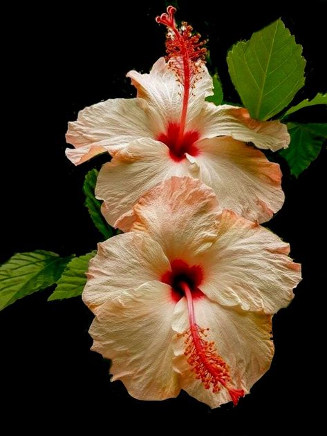 Hibiscus Aesthetic, Chinese Hibiscus, Fav Flower, Flower Therapy, Beautiful Bouquet Of Flowers, Wall Pictures, Pretty Plants, Summer Pictures, Exotic Flowers