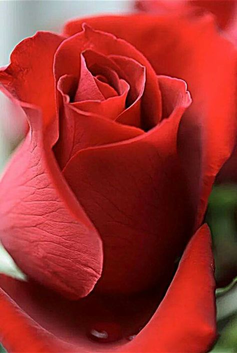 Red rose Beautiful Red Roses, Hybrid Tea Roses, Beautiful Rose Flowers, Love Rose, All Flowers, Flower Beauty, Rose Garden, Love Flowers, Flower Wallpaper