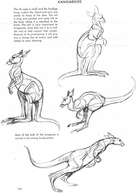 Art of Animal Drawing Kangaroo Drawing, Kangaroo Art, Ap Drawing, Manga Drawing Tutorials, Animal Anatomy, Snake Art, Animal Study, Anatomy Sketches, Drawing Studies