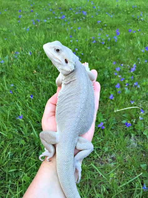 Leatherback Zero Bearded Dragon Bearded Dragon Cage, Bearded Dragon Habitat, Bearded Dragon Diet, Baby Bearded Dragon, Bearded Dragon Cute, Bearded Dragon Care, Cute Lizard, Pet Dragon, Cute Reptiles