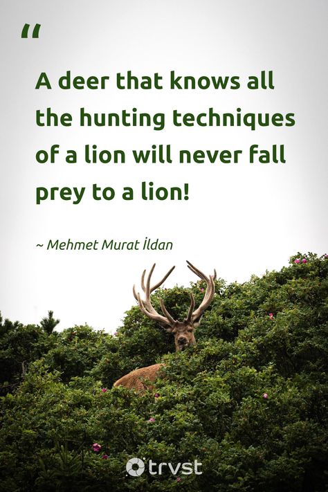 "A deer that knows all the hunting techniques of a lion will never fall prey to a lion!" -Mehmet Murat İldan #trvst #quotes #bethechange #thinkgreen #deer Deer Hunting Quotes, Deer Quotes, Hunting Quotes, Funny Deer, Deer Species, Wild Deer, Deer Family, A Deer, Baby Deer