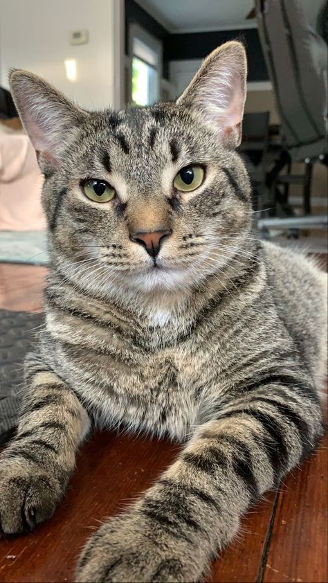 1 year old, Grey short-haired Tabby Friendship Questionnaire, Tabby Cat Grey, Lyran Starseed, Grey Tabby Cat, Silver Tabby Cat, Gray Tabby Cat, Cat Tabby, Grey Tabby, Gray Tabby