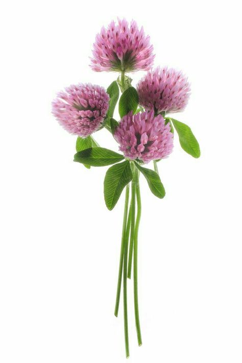 Sweet Clover, Red Clover, Dekor Diy, Architecture Tattoo, Clover Flower, Arte Floral, Botanical Illustration, Botanical Art, Watercolor Flowers