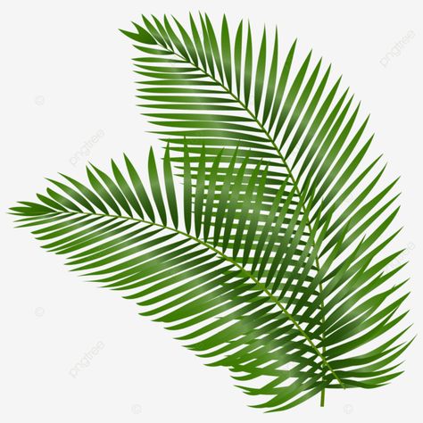 Palm Leaves Decoration, Coco Cartoon, Coconut Vector, Tropical Png, Cartoon Leaf, Leaf Png, Leaves Frame, Coconut Leaves, Leaves Png