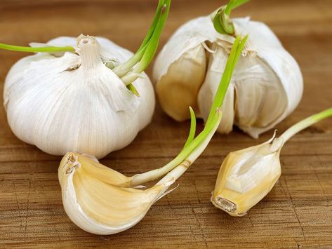 Is Sprouted Garlic Safe to Eat? Dijon Chicken Thighs, Garlic Sprouts, Honey Dijon Chicken, Cookie Presses, Food Chemistry, Garlic Recipes, What To Use, Cooking Basics, Food Facts