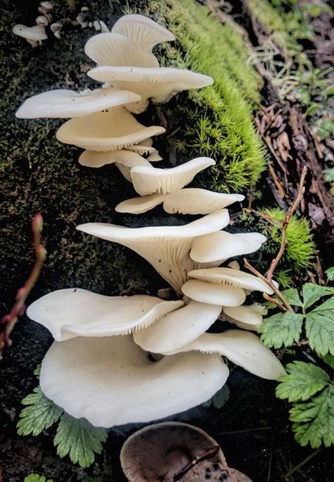 Angel Wing Mushroom, Mushroom Photos Nature, Wild Mushrooms Photography, Mushrooms In Nature, Tall Mushrooms, Mushrooms Photography, Mushroom Reference, Pretty Mushrooms, Fungi Photography