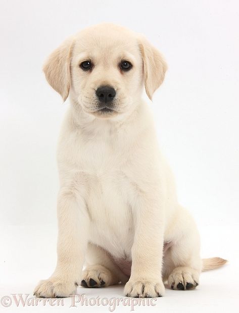 Yellow Lab Puppies, Labrador Retriever Puppy, White Labrador, Puppy Sitting, Yellow Labrador Retriever, Black Labrador Retriever, Labrador Retriever Puppies, Yellow Labrador, Purebred Dogs