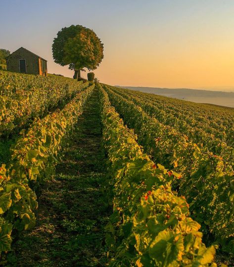 The landscape around the #Burgundy Canal is one of rolling hills covered in forests of oak, maple and pine and where spring, summer and autumn each leave a unique signature. Medieval towns are surrounded by unspoilt countryside and the wonderful markets have stalls brimming with fresh local products cultivated on the fertile plains. #burgundyfrance #burgundylove #bbourgogne #bourgognetourisme #bourgognelovers #igersbourgogne #mybourgogne #welovebourgogne #jaimelabourgogne #vineyards #vineyards Mediterranean Aesthetic, Burgundy France, Wine Vineyards, Emily Henry, Wine Book, Funny Story, Travel Wishlist, Cottage Art, The Fox And The Hound