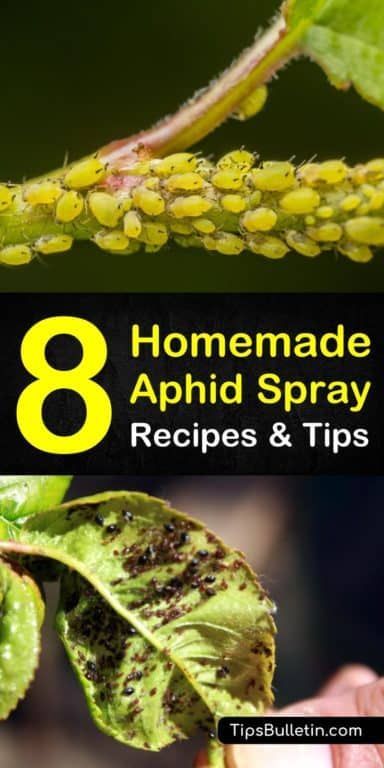 Controlling Aphids: 8 Homemade Aphid Spray Recipes and Tips #garden #gardening #gardenideas #gardeningtips #patiogarden #patiogardenideas #backyard #backyardgarden #backyardgardeningideas #flowergardening #fruitgarden Aphid Spray Homemade, Aphid Spray, Organic Gardening Pest Control, Garden Remedies, Organic Pest Control, Garden Bugs, Spider Mites, Garden Pest Control, Veg Garden