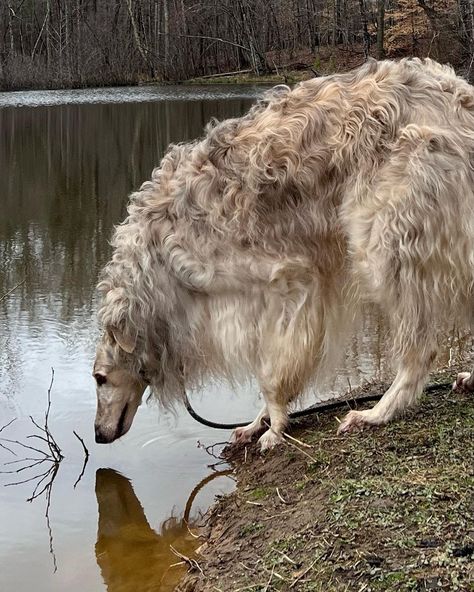 cool • Instagram Dogs Reference, Cool Dogs, Cool Animals, Borzoi Dog, Dog Motif, Cool Instagram, Pretty Animals, Silly Animals, Whippet