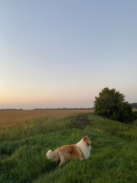 Collie Dog Aesthetic, Rough Collie Aesthetic, Collie Aesthetic, Dogs In Nature, Rough Collie Puppy, Country Dogs, Smooth Collie, Dog Light, Farm Dogs