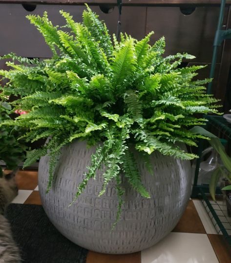 Fern in spherical pot Hollywood Decor, Potted Ferns, Plants In Baskets, Church Altar Decorations, Porch Plants, Boston Fern, Fern Plant, Garden Containers, Altar Decorations