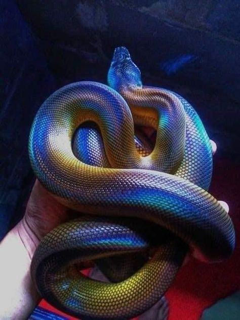 Colorful And Mesmerizing Snakes (16 Pics) - I Can Has Cheezburger? Danger Noodles, Cool Snakes, Pretty Snakes, Colorful Snakes, Ball Pythons, Python Snake, Reptile Snakes, Cute Reptiles, Beautiful Snakes