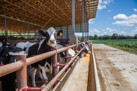 Shed Layout, Building Engineering, Cattle Barn, Cow Shed, Northern Exposure, Beef Cattle, Cattle Farming, A Mansion, Pig Farming