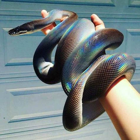 Black Mexican kingsnake❤️- maddierose30 she’s a beauty Sunbeam Snake, Cute Snakes, Danger Noodles, Cool Snakes, Rainbow Snake, Pale Grunge, Pretty Snakes, Colorful Snakes, White Lips