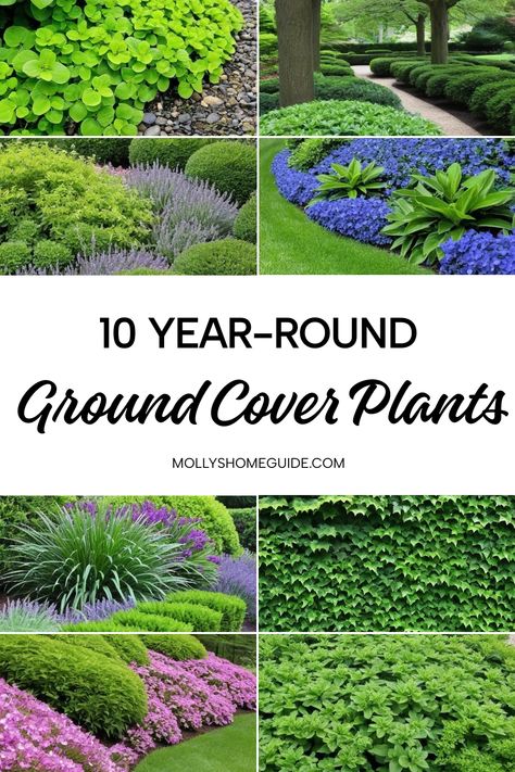 Looking to add year-round interest in your garden? Explore the best ground cover plants in Australia for low-maintenance landscaping. These lush evergreen ground covers not only provide beautiful garden edging but also vibrant colors with colorful ground covers. Discover evergreen ground cover options that are perfect as all year round plants, creating perpetual greenery in your outdoor space. Consider these low-growing perennials as gorgeous additions to your landscape, transforming it into a s Rock And Ground Cover Landscape, Groundcovers For Full Sun, Low Growing Ground Cover Sun, Colorful Ground Cover Perennials, Landscaping Ground Cover Ideas, Plants That Stay Green All Year Round, Ground Cover Plants Australia, Low Maintenance Plants Outdoor, Plants For Borders