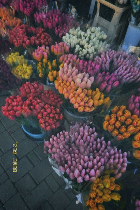 Tulips Astethic, Spring Astethic, Herbal Plants, Wild Heart, Beautiful Flowers Garden, Flower Therapy, Bright Spring, Wild Hearts, Flower Photos