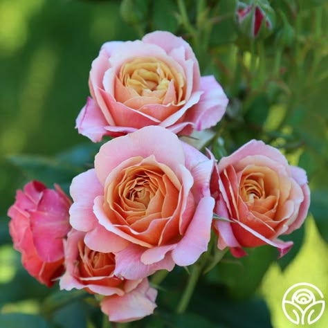 State of Grace™ State Of Grace Rose, Insect Wallpaper, Grace Rose, Multicolored Flowers, Cut Flower Farm, Heirloom Roses, State Of Grace, Bloom Baby, Fruity Fragrance