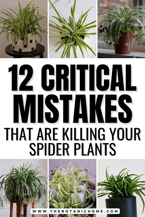 Six images of spider plants growing indoors. Spider Plant Propagation, Spider Plant Care, Indoor Cactus Plants, Indoor Plant Care Guide, Brown Tips, Low Light House Plants, Plant Care Guide, Plant Care Tips, Household Plants