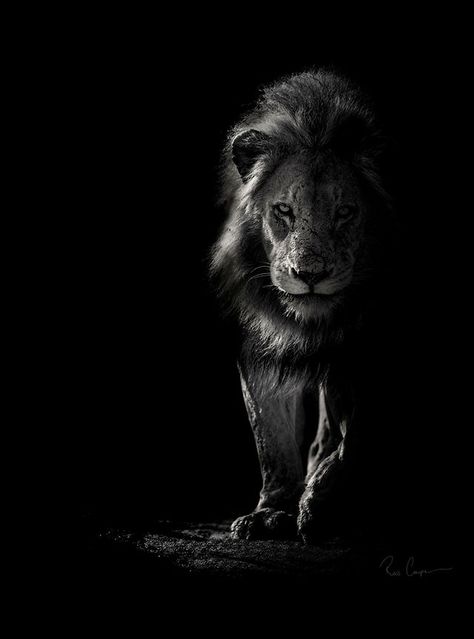 Ross Couper Photography | WILDLIFE IN BLACK AND WHITE Kind Tattoo, African Wildlife Photography, Wildlife Wallpaper, Animal Photography Wildlife, Black And White Lion, Regnul Animal, Lion Photography, Insect Photography, Lion Love