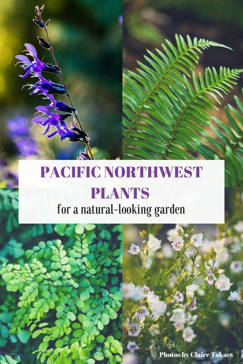 Get 9 plant recommendations from Pacific Northwest design-build firm, Mosaic Gardens. Includes their favorite plants for a garden that blends into its surroundings. Washington Native Plant Garden, Pacific Northwest Natural Landscaping, Washington Gardening Pacific Northwest, Front Yard Landscaping Pacific Northwest, Northwest Garden Ideas Landscape Design, Zone 8b Garden, Oregon Native Flowers, Native Oregon Plants, Pacific Northwest Garden Design