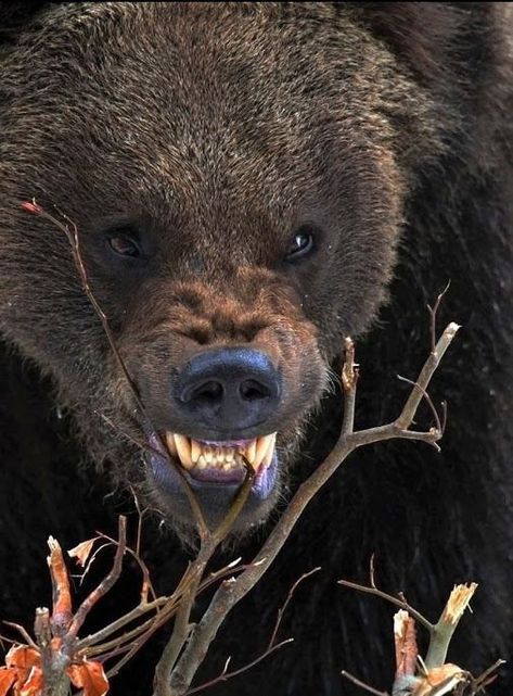 Angry Bear, Angry Animals, Bear Tattoos, Bear Pictures, Bear Art, Grizzly Bear, Big Bear, Animal Planet, Animal Photo