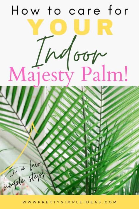 How to Care For Your Indoor Majesty Palm - Pretty Simple Ideas Majesty Palm Care, Palm Plant Indoor, Indoor Palm Plants, Palm Plant Care, Palm Tree Care, Decor Business Ideas, Home Decor Business Ideas, Palm House Plants, Indoor Palm Trees