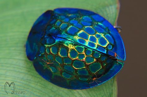 LonelyEntomologist : libutron: Imperial Tortoise Beetle - Stolas... Tortoise Beetle, Beetles, Tortoise, Insects, Close Up, Green, Blue, Black