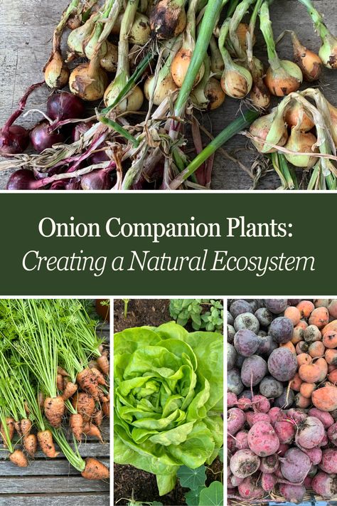 onion companion plants Onion Companion Plants, Companion Planting Layout, Onion Companion Planting, Planting Onion Sets, Companion Planting Vegetables, Companion Gardening, Cabbage Worms, Planting Onions, Companion Plants