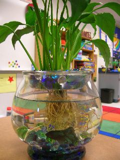 Beta fish with peace lily and blue glass beads Tanaman Air, Indoor Water Garden, Betta Fish Tank, Beta Fish, Garden Terrarium, Water Beads, Most Beautiful Flowers, Indoor Garden Ideas, Fish Bowl