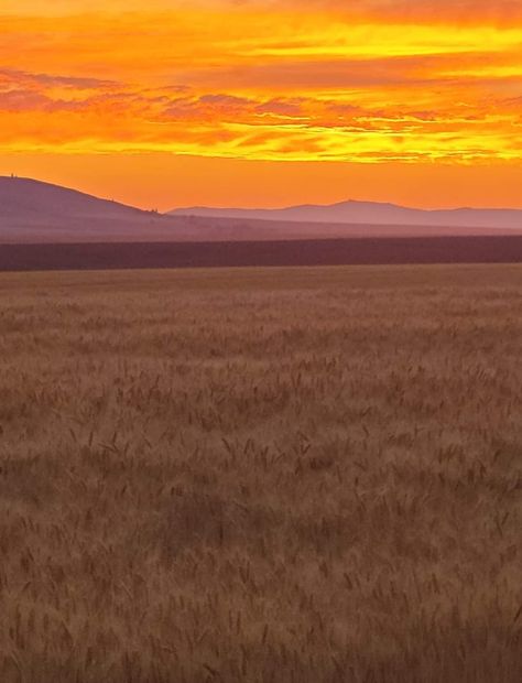 Wheat field near Waterville, WA Eastern Washington, Wheat Field, Wheat Fields, Washington State, Wheat, Washington