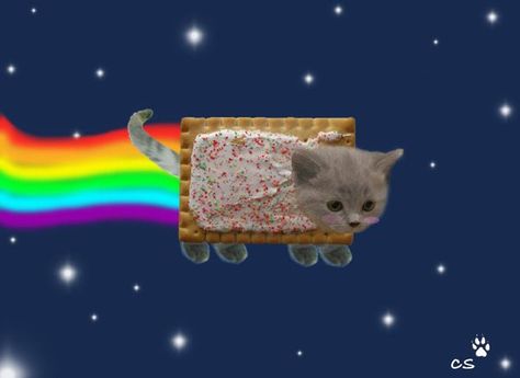 Real Life Nyan Cat!! #Cats Nyan Nyan, Neon Cat, Flying Cat, Pop Tart, Pusheen Cat, Nyan Cat, Minecraft Pixel Art, Cat Icon, Cat Aesthetic