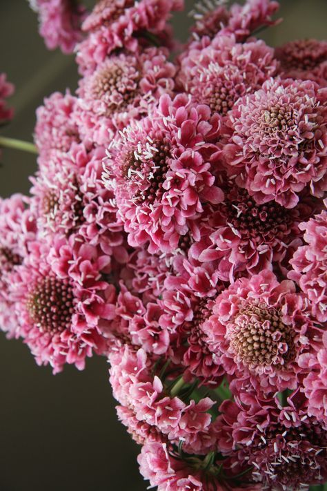 scabiosa Classic pink Allotment Ideas, Pink Perennials, Flower Types, Flower Varieties, Fresh Cut Flowers, Beautiful Flower Arrangements, Types Of Flowers, Dream Garden, Cut Flowers