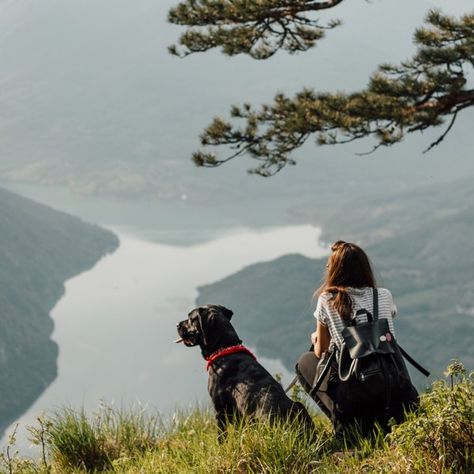 Dog Hiking Photography, Adventures With Dogs, Trained Dog Aesthetic, Roadtrip With Dog, Dog In Mountains, Dog Training Aesthetic, Dogs In Nature, Running With Dog, Dog In Nature