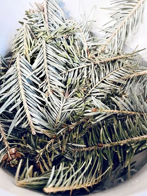 Pine Vinegar Cleaner, Homemade Pine Cleaner, Diy Pinesol Cleaner, Diy Pine Sol Cleaner, Homemade Pine Needle Cleaner, Vinegar Cleaner Recipe, Infused Vinegars, Vinegar Cleaner, Plastic Mason Jars