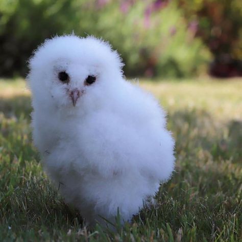 Baby Barn Owl, Owl Cat, Barn Owls, Baby Barn, Burrowing Owl, Owl Photos, Owl Baby, Owl Pictures, Types Of Animals