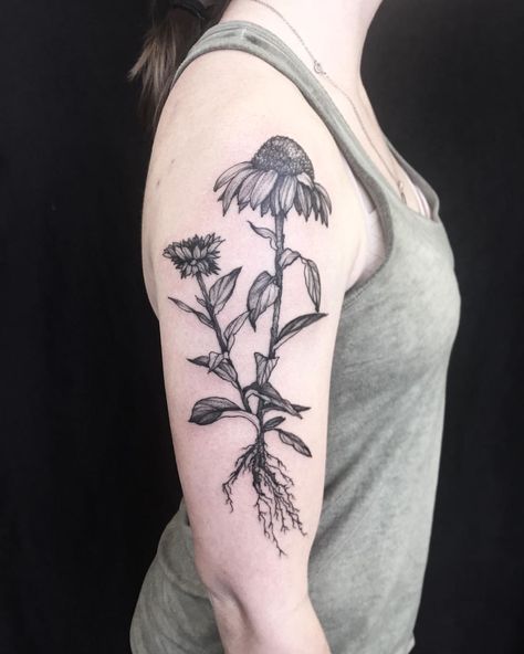 548 Likes, 15 Comments - Annelise Kinney (@sweetleas) on Instagram: “Echinacea flower and root system for Sally . . . . . #botanicaltattoo #blackbotanists…” Plant Science Tattoo, Flower Roots Tattoo, Herbology Tattoo, Echinacea Tattoo, Appalachian Tattoo, Flower Roots, Echinacea Flower, Science Tattoo, Roots Tattoo