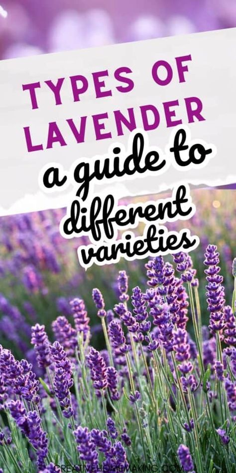 Types Of Lavender Plants, Types Of Lavender, English To French, Harvesting Lavender, Edible Lavender, Spanish Lavender, Lavender Varieties, Lavender Plants, Growing Lavender