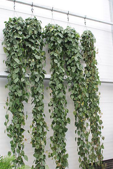 Curtain Creeper Plant, Jumanji House, Curtain Creeper, Shady Patio, Creepers Plants, Philodendron Scandens, Pool Plants, Houseplant Care, Philodendron Plant