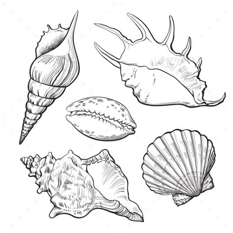 Set of Various Mollusk Sea Shells - Organic Objects Objects Shell Sketch, Organic Objects, Seashell Drawing, Shell Drawing, Seashell Tattoos, Shell Tattoos, Sea Drawing, Sea Tattoo, Realistic Sketch