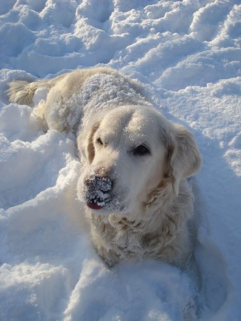 German Shepherd White, Dogs Samoyed, White Shepherd Dog, Husky White, Dogs In Snow, Dog In The Snow, Dog In Snow, White Dog Breeds, White Fluffy Dog