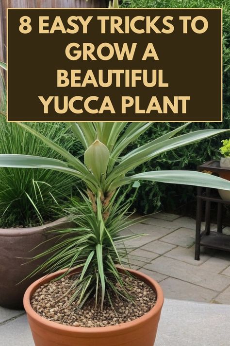 Discover the secrets of how to grow yucca plant successfully with these simple and expert tips. From choosing the right location with sunlight to proper watering techniques, learn everything you need to know about caring for your yucca plant. Whether you're a beginner or an experienced gardener, this guide will help you cultivate lush and vibrant yucca plants in your home or garden. How To Cook Yucca, Yucca Plant Landscaping, Yucca Plant Indoor, Yucca Plant Care, Yucca Recipe, Yucca Plant, Garden Paradise, Easy Tricks, Creative Diy Projects