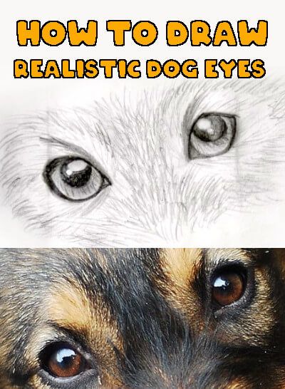 Learn how to draw dog eyes in 10 easy steps. Realistic dog eyes drawing tutorial using a photograph as a reference. How To Draw Dogs Tutorials, Drawing Animal Eyes Step By Step, How To Draw Dog Eyes Step By Step, Dogs Eyes Drawing, Pictures Of Dogs To Draw, Dog How To Draw, Drawing Dog Eyes, Dog Drawing Tutorial Step By Step, How To Draw Dog Face