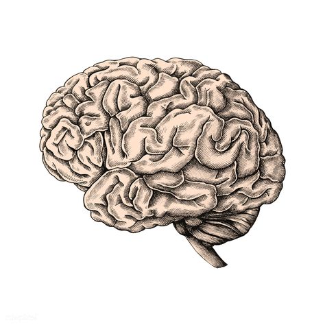 Hand drawn human brain | premium image by rawpixel.com Brain Art Drawing, Human Brain Drawing, Brain Vector, Brain Icon, About Brain, Brain Drawing, Brain Tattoo, Brain Illustration, Brain Art