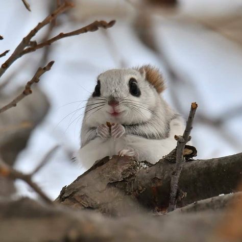 Animal on 🌍 (@animalonplanet): “Japanese photographers share photos of chonky Siberian Flying Squirrels 🐿 Siberian flying squirrel (Pteromys volans), known locally as Ezo…” • Jan 17, 2021 at 11:36am UTC Flying Squirrels, Flying Squirrel, Silly Animals, Funny Animal Memes, Cute Creatures, Squirrels, Share Photos, Animal Photo, Nature Animals