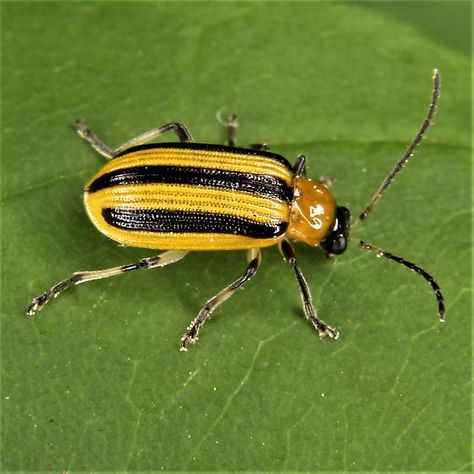 Squash Bugs, Flea Beetles, Cucumber Beetles, Earwigs, Row Covers, Insect Pest, Overwintering, Spider Mites, Plant Diseases