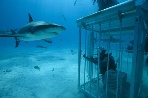 Shark Cage!! Shark Cage Diving Aesthetic, Shark Cage Diving, Shark Cage, Shark Diving, Scuba Dive, Marine Biology, Urban Fantasy, Summer Adventures, Underwater World