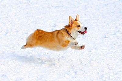 Stubby legged Corgi running through the snow Corgi Dog Breed, Corgi Puppies For Sale, Welsh Corgi Pembroke, Corgi Breeds, Corgi Facts, Friendly Dog Breeds, Cute Corgi Puppy, Pembroke Welsh Corgi Puppies, Welsh Corgi Puppies