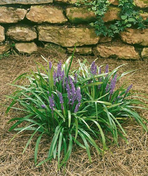 lily turf grows well and is a drought tolerant plant Lily Plant Care, Lily Turf, Plant Palette, Liriope Muscari, Wholesale Succulents, Front Yard Plants, Air Plants Decor, Yard Plants, Small Succulent Plants