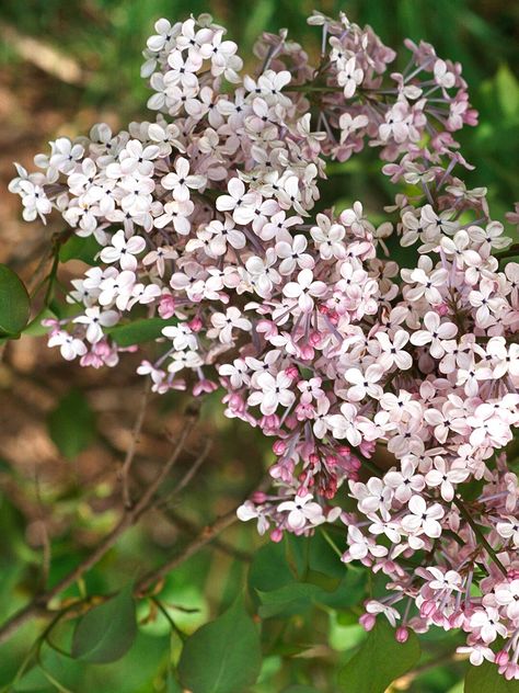 Dwarf Korean lilac Korean Lilac, Hedge Plants, Hydrangea Varieties, Tall Shrubs, Low Maintenance Shrubs, Pink Spring Flowers, Flowering Quince, Evergreen Hedge, Hedging Plants